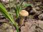 Tavaszi rétgomba (Agrocybe praecox), Pilis